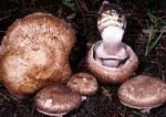 fungi images: Agaricus fusco-fibrillosus